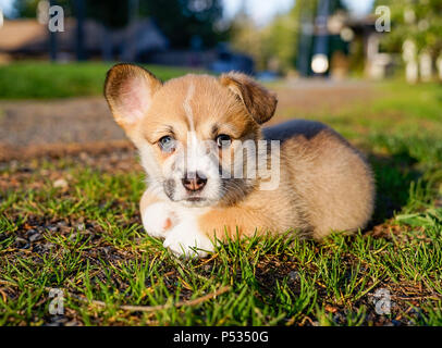 Das Glück, die Corgi Stockfoto