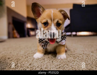 Das Glück, die Corgi Stockfoto