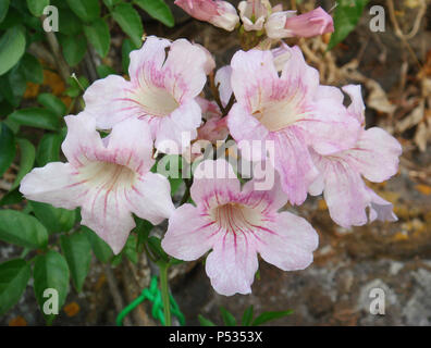 Podranea ricasoliana rosa Blüten Stockfoto