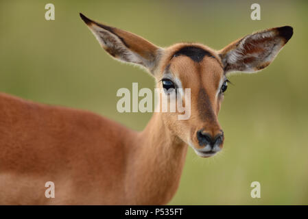 Impala beweidung unter den roten floweers Stockfoto