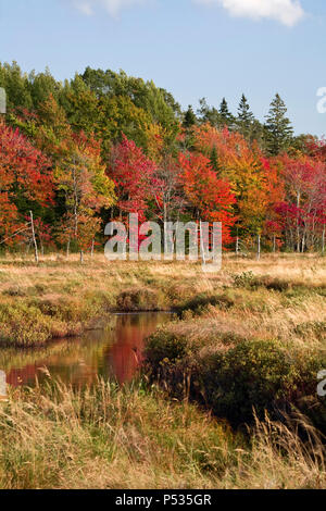 Eine schöne vertikale Foto einer Wicklung See zwischen einer Wiese im Herbst farbige Bäume in Nova Scotia. Stockfoto