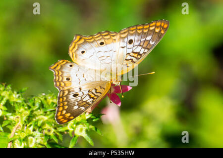 Weiß Tagpfauenauge (Anartia jatrophae) Fütterung auf pentas Blumen Stockfoto