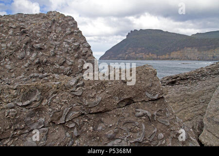 Das Fossil Cliffs auf Maria Island Stockfoto