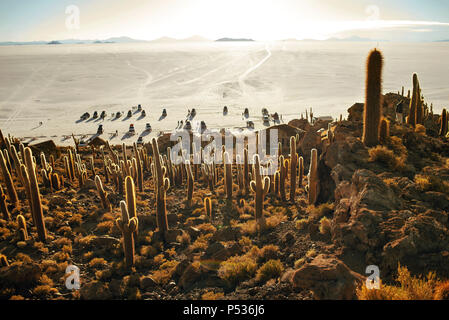 Sonnenuntergang beleuchtet Cactus Insel-aka Fish Island (Isla del Pescado) im Salar de Uyuni, Bolivien. Stockfoto