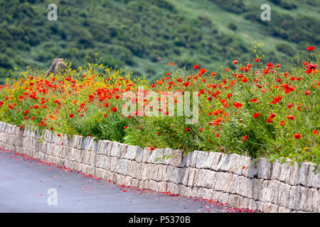 Eine Mauer aus Stein im schönen Wildblumen bedeckt an der Küste Halbinsel Whitsand Bay, Cornwall zu Polhawn Fort Stockfoto
