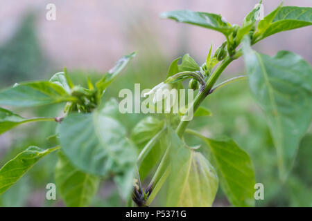 Nahaufnahme von Weiße Blüte der jungen grünen Pfeffer bei Pepper Anlage. Stockfoto