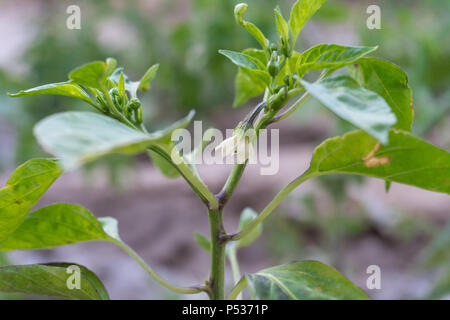 Nahaufnahme von Weiße Blüte der jungen grünen Pfeffer bei Pepper Anlage. Stockfoto