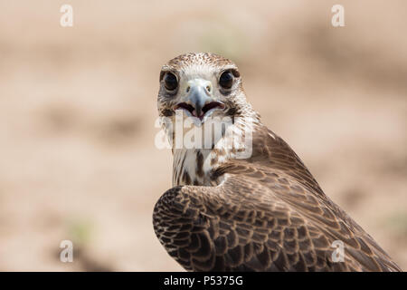 Gyr x Wanderfalke Fänge Atem nach jagen einen Köder Stockfoto