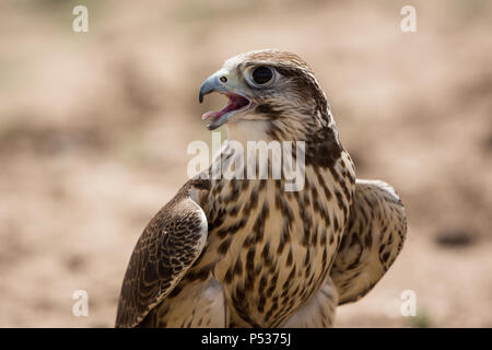 Gyr x Wanderfalke Fänge Atem nach jagen einen Köder Stockfoto