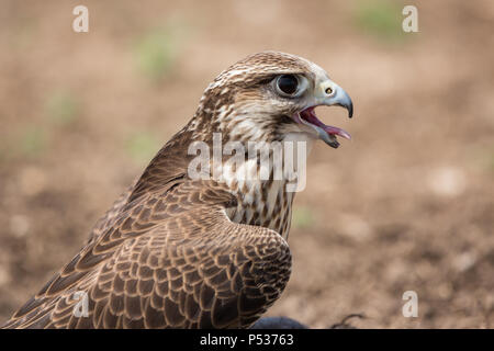 Gyr x Wanderfalke Fänge Atem nach jagen einen Köder Stockfoto