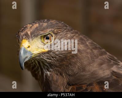 Harris Hawk Porträt Stockfoto