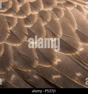 Harris hawk Feather detail Stockfoto