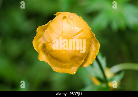 Globeflower, Nahaufnahme Makroaufnahme. Stockfoto