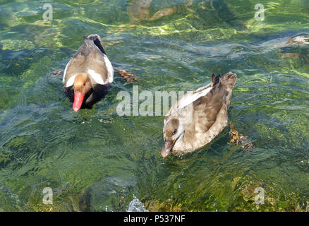 Kolbenente Netta rufina am Gardasee, Italien. Mann auf der linken Seite. Foto: Tony Gale Stockfoto