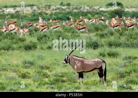 Oryx Oryx gazella in der Kalahari, im Hintergrund Herde der Springboks. Grüne Wüste nach der Regenzeit. Kgalagadi Transfrontier Park, Südafrika wildli Stockfoto