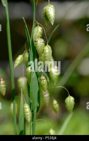 Blütenstand einer kultivierten Beben Gras, Briza Media, mit hängend attraktive Blütenknospen auf Drahtigen Stielen, Mai Stockfoto