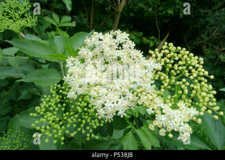 Holunder, Sambucus nigra, weißer Holunder Blume corymb zusammen mit corymbs der ungeöffneten Knospen, Mai Stockfoto