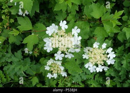 Wacholderrose, Viburnum opulus, Korym aus weißen Blüten und Blütenknospen mit grünen dreilappigen Blättern, Mai Stockfoto