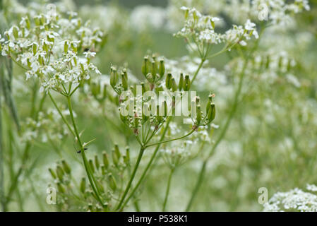 Kuh Petersilie, Anthriscus sylvestris, Blume Dolde und Aussaat Hülsen Stockfoto