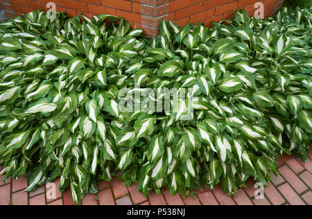Hosta Blätter mit Wassertropfen nach regen Stockfoto