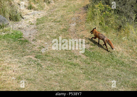 Ein räuberisches hungrig Red Fox auf der Jagd nach Essen auf einer ländlichen Landschaft Eigenschaft auf einer trockenen Hang im Sommer in Carmarthenshire Wales UK KATHY DEWITT Stockfoto