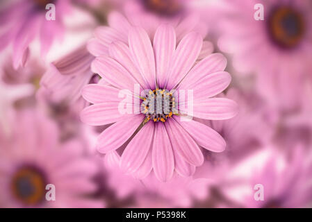 Blick von oben auf ein rosa African Daisy (osteopermum) Nahaufnahme Stockfoto