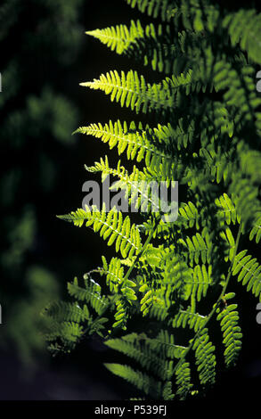 Hintergrundbeleuchtung Farne auf dem Waldboden an chopwell Holz in Tyne und Wear, England Stockfoto