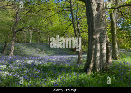 Ein Teppich von glockenblumen im Newton Holz unterhalb Roseberry Topping in North Yorkshire Stockfoto