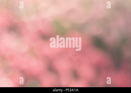 Schwerpunkt der blühenden Tulpen Blumen Garten an einem sonnigen Tag glänzend als Hintergrund in Niederlande unscharfe, geben eine weiche und süße Gefühl, wenn Sie bei der Suche. Stockfoto