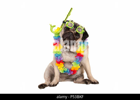 Cute smart Mops Welpe Hund sitzend tragen Hawaiian Flower Garland und grüne Brille und Schnorchel, auf weißem Hintergrund Stockfoto