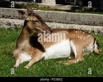 Rehe im Hof von llogara Hotel in Albanien sonnen auf der Wiese Stockfoto