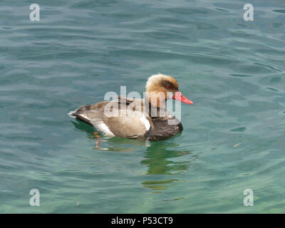 Kolbenente Netta rufina am Gardasee, Italien. Mann auf der linken Seite. Foto: Tony Gale Stockfoto