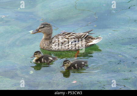 Anus platyrhynchos Stockente Weibchen mit duckings am Gardasee, Italien. Foto; Tony Gale Stockfoto