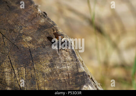 Hummel auf einem Baumstumpf Stockfoto