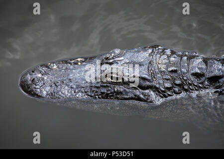 Nahaufnahme von Krokodil auf dem Wasser schwimmend Stockfoto