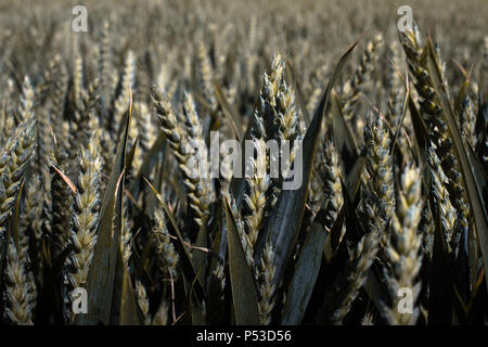 Dieses Bild ist aus einem Feld von Weizen durch einen lokalen Bauern gegründet und es ist fast bereit zu ernten Stockfoto