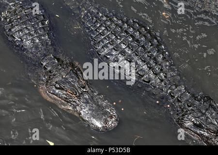 Nahaufnahme von alligatoren auf dem Wasser schwimmend Stockfoto