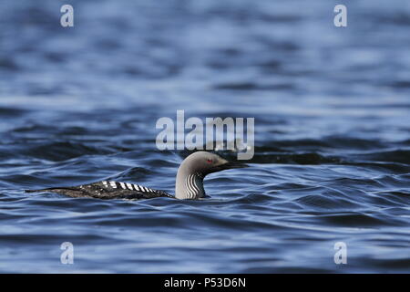 Titel Beschreibung Pacific Loon oder Pacific Diver, Gavia Pacifica, Schwimmen in arktischen Gewässern, in der Nähe der Baker Lake, Nunavut Stockfoto