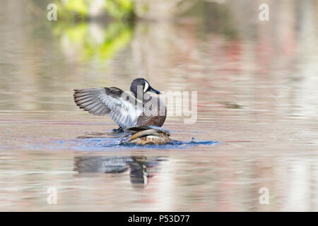 Ein Drake blue-winged Teal nach der Paarung. Stockfoto