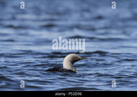 Titel Beschreibung Pacific Loon oder Pacific Diver, Gavia Pacifica, Schwimmen in arktischen Gewässern, in der Nähe der Baker Lake, Nunavut Stockfoto