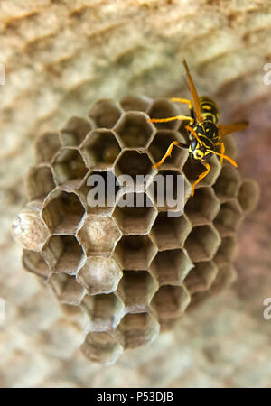 Wasp auf seinem Nest und Gebäude Stockfoto