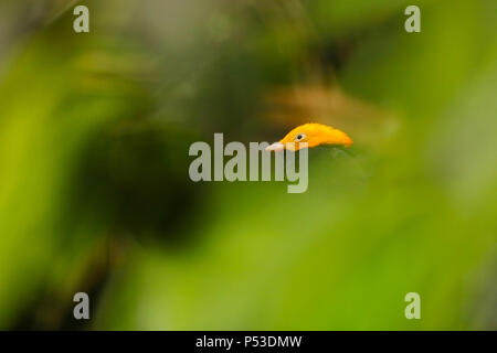 Leuchtend gelbe Leiter eines männlichen Golden-headed manakin (pipra erythrocephala) durch verschwommene grüne Blätter umgeben Stockfoto