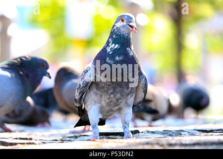 Rock Taube (Columba livia domestica) in der Vorderansicht auf Kopfsteinpflaster vor einer Gruppe von blurry Tauben in Berlin Stockfoto