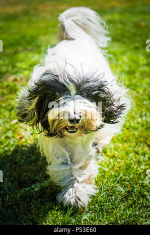 Tibet Terrier Hund läuft im Gras Stockfoto