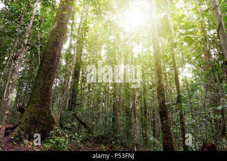 Maliau Becken Conservation Area Jungfrau Regenwald Sabah verlorene Welt in Borneo Malaysia Stockfoto