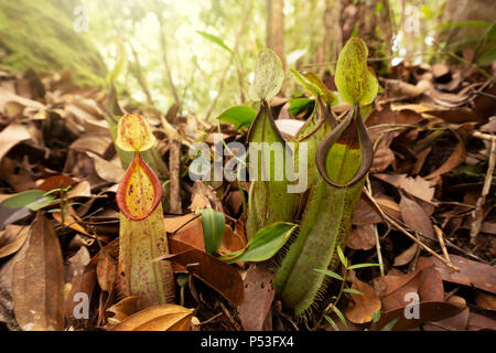 Kannenpflanze (Nepenthes mirabilis) an Maliau Becken Conservation Area Sabah Borneo Malaysia Stockfoto