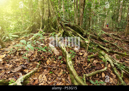 Stützpfeiler Wurzeln an Maliau Becken Jungfrau Regenwald Sabah verlorene Welt in Borneo Malaysia Stockfoto