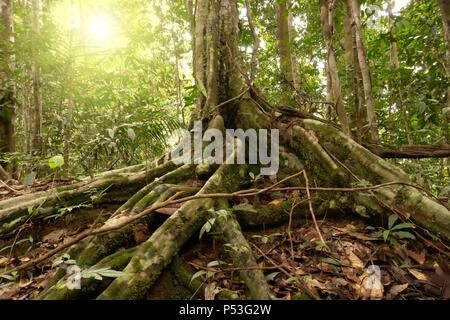 Stützpfeiler Wurzeln an Maliau Becken Jungfrau Regenwald Sabah verlorene Welt in Borneo Malaysia Stockfoto