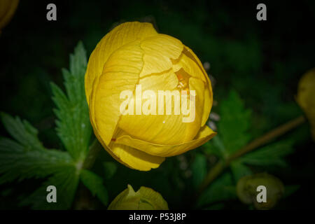 Europäischen globeflower Trollius europaeus, lokalen Fokus Stockfoto