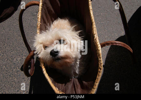 Süße Beige Cairn Terrier in einer Einkaufstasche. Stockfoto